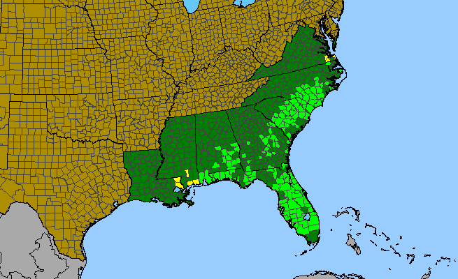 The range of Stipulicida setacea